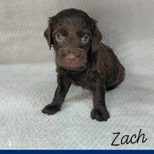 Zach – Miniature Goldendoodle puppy for sale in Eau Claire, WI