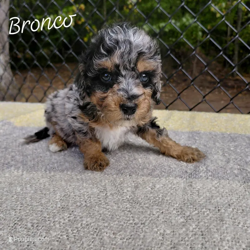 Bronco – Goldendoodle, Miniature Goldendoodle puppy for sale in Eau Claire, WI