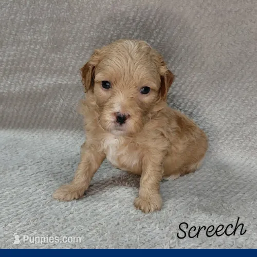 Screech – Miniature Goldendoodle puppy for sale in Eau Claire, WI