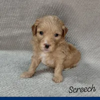 Screech, a male Miniature Goldendoodle for sale in Eau Claire, WI – 2 of 4