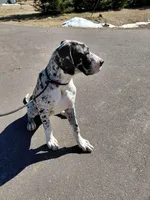 Freya, a female Great Dane for sale in Eau Claire, WI – Photo 4 of 4