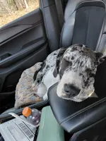 Freya, a female Great Dane for sale in Eau Claire, WI – Photo 2 of 4