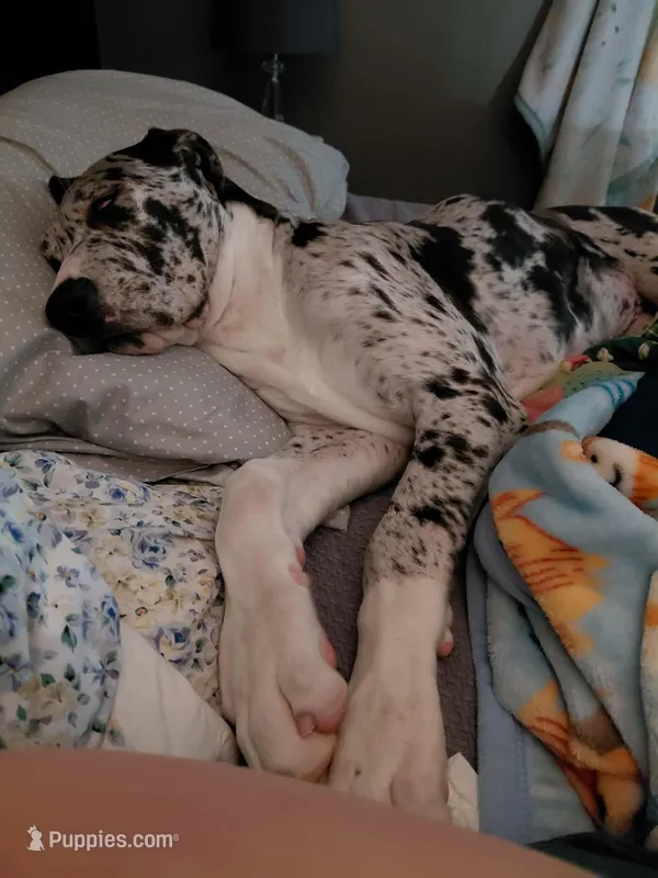 Freya – Great Dane puppy for sale in Eau Claire, WI