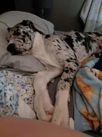 Freya, a female Great Dane for sale in Eau Claire, WI – Photo 1 of 4