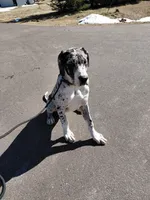 Freya, a female Great Dane for sale in Eau Claire, WI – Photo 3 of 4