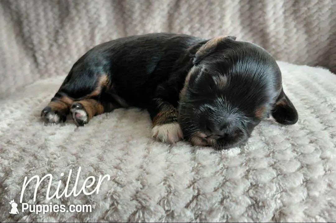 Miller – Miniature Goldendoodle puppy for sale in Eau Claire, WI