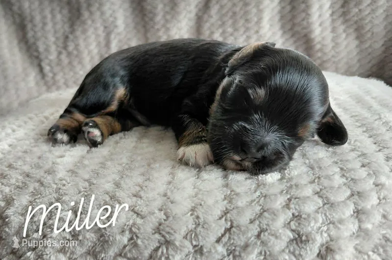 Miller – Miniature Goldendoodle puppy for sale in Eau Claire, WI