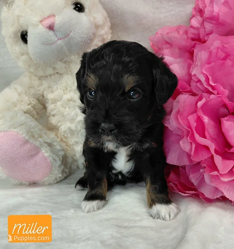 Miller – Miniature Goldendoodle puppy for sale in Eau Claire, WI