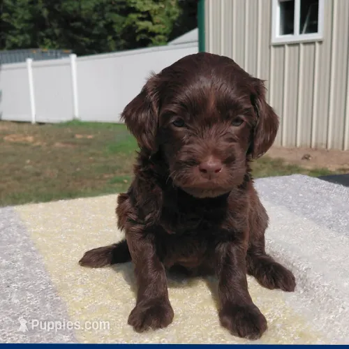 Zach – Miniature Goldendoodle puppy for sale in Eau Claire, WI