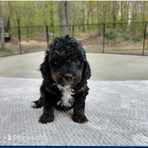 Puppiccino – Miniature Goldendoodle puppy for sale in Eau Claire, WI