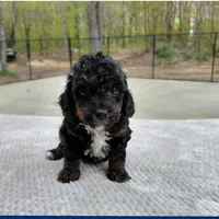 Puppiccino, a male Miniature Goldendoodle for sale in Eau Claire, WI – 2 of 5