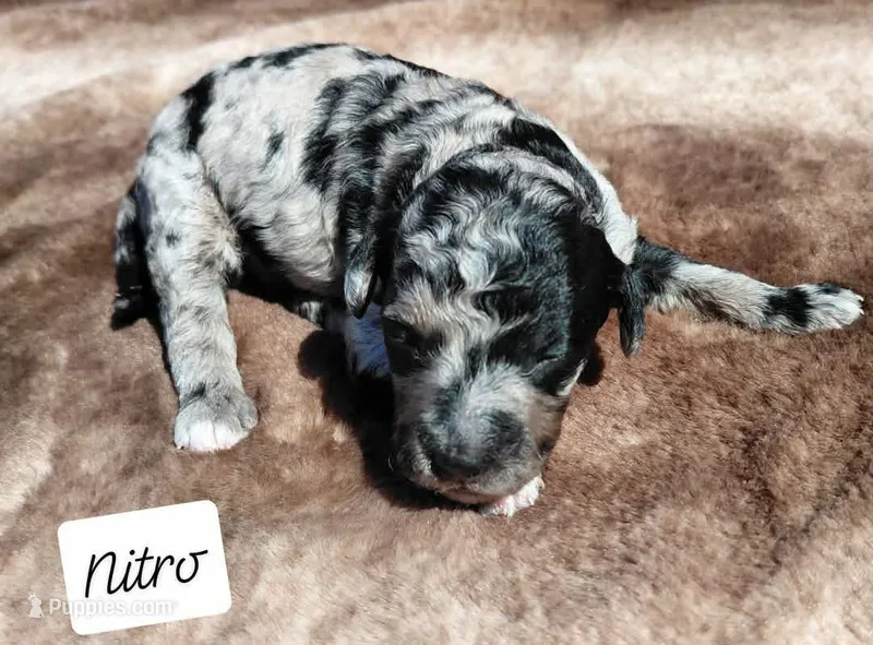 Nitro – Miniature Goldendoodle puppy for sale in Eau Claire, WI