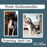 Nitro, a male Miniature Goldendoodle for sale in Eau Claire, WI – Photo 2 of 2