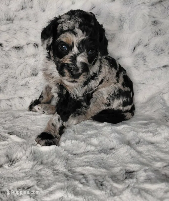 Nitro – Miniature Goldendoodle puppy for sale in Eau Claire, WI