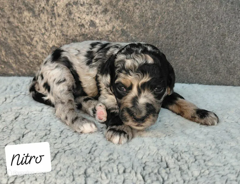 Nitro – Miniature Goldendoodle puppy for sale in Eau Claire, WI