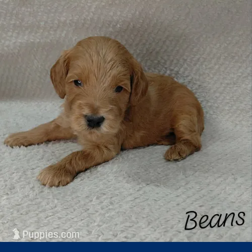Beans – Miniature Goldendoodle puppy for sale in Eau Claire, WI
