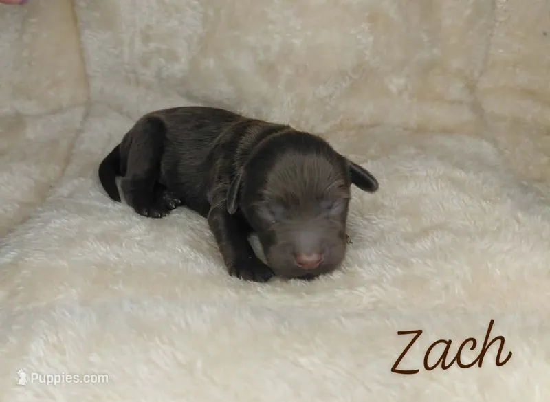 Zach – Miniature Goldendoodle puppy for sale in Eau Claire, WI