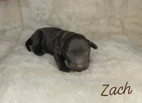 Zach, a male Miniature Goldendoodle for sale in Eau Claire, WI – 1 of 1