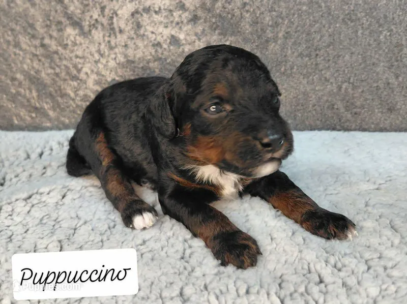 Puppiccino – Miniature Goldendoodle puppy for sale in Eau Claire, WI