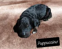 Puppiccino, a male Miniature Goldendoodle for sale in Eau Claire, WI – 5 of 5