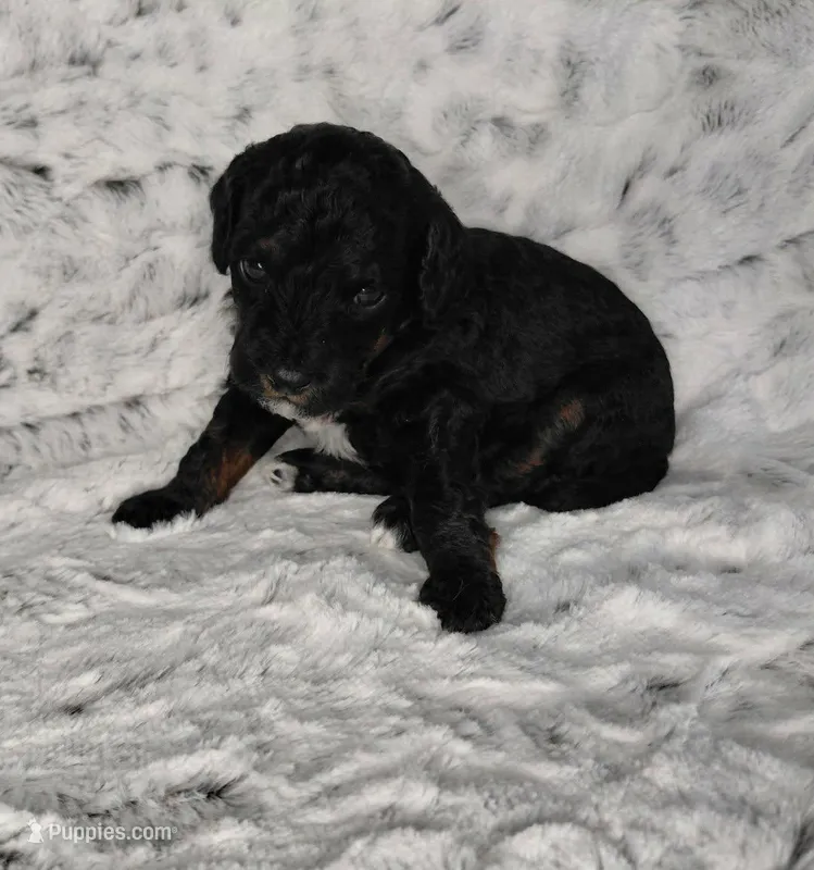 Puppiccino – Miniature Goldendoodle puppy for sale in Eau Claire, WI