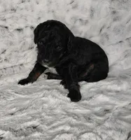 Puppiccino, a male Miniature Goldendoodle for sale in Eau Claire, WI – 3 of 5