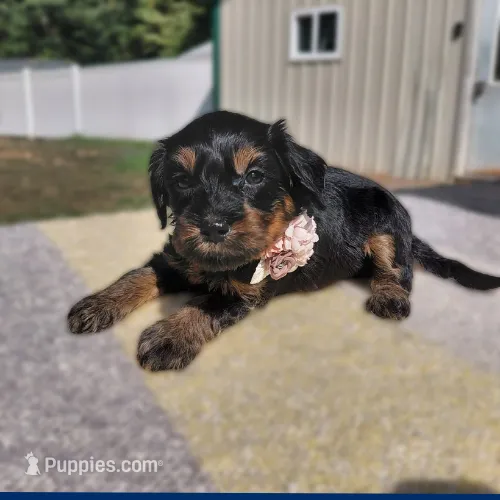 Kelly  – Miniature Goldendoodle puppy for sale in Eau Claire, WI