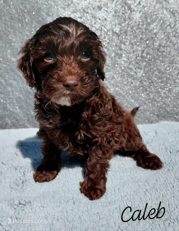 Caleb – Miniature Goldendoodle puppy for sale in Eau Claire, WI
