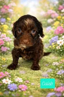 Caleb, a male Miniature Goldendoodle for sale in Eau Claire, WI – Photo 2 of 2