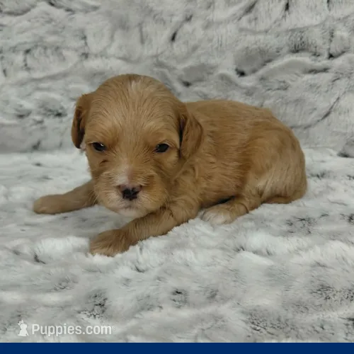 Screech – Miniature Goldendoodle puppy for sale in Eau Claire, WI