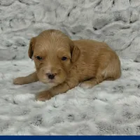Screech, a male Miniature Goldendoodle for sale in Eau Claire, WI – 3 of 4
