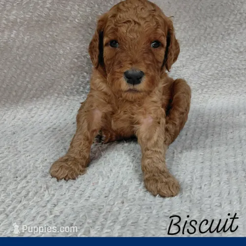 Buscuit – Miniature Goldendoodle puppy for sale in Eau Claire, WI