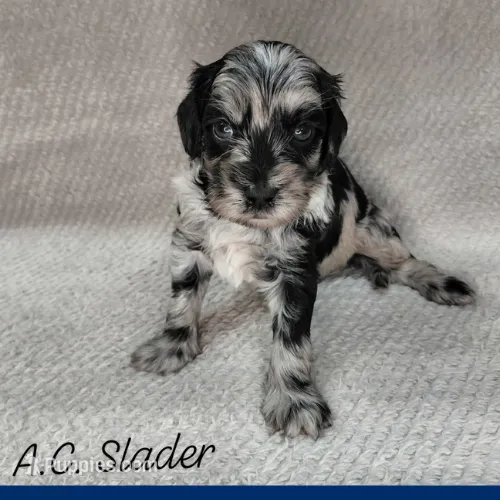 A.C Slater  – Miniature Goldendoodle puppy for sale in Eau Claire, WI