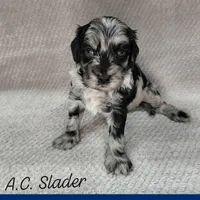 A.C Slater , a male Miniature Goldendoodle for sale in Eau Claire, WI – 3 of 5