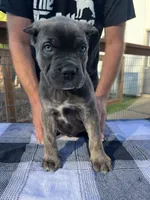 Yellow Collar, a female Cane Corso for sale in Beaver Crossing, NE – 2 of 2