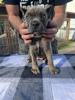 Green Collar, a female Cane Corso for sale in Beaver Crossing, NE – 2 of 2