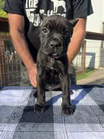 Pink Collar, a female Cane Corso for sale in Beaver Crossing, NE – 2 of 2