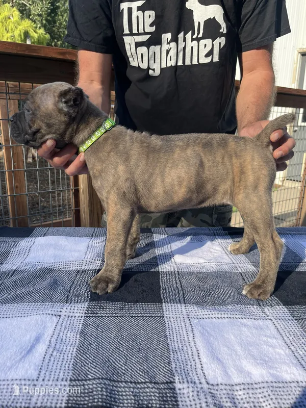 Green Collar – Cane Corso puppy for sale in Beaver Crossing, NE