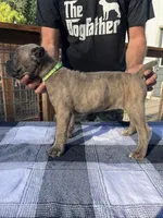 Green Collar, a female Cane Corso for sale in Beaver Crossing, NE – 1 of 2