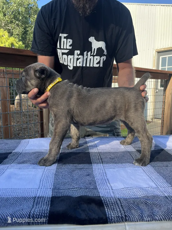 Yellow Collar – Cane Corso puppy for sale in Beaver Crossing, NE