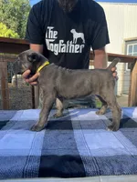 Yellow Collar, a female Cane Corso for sale in Beaver Crossing, NE – 1 of 2