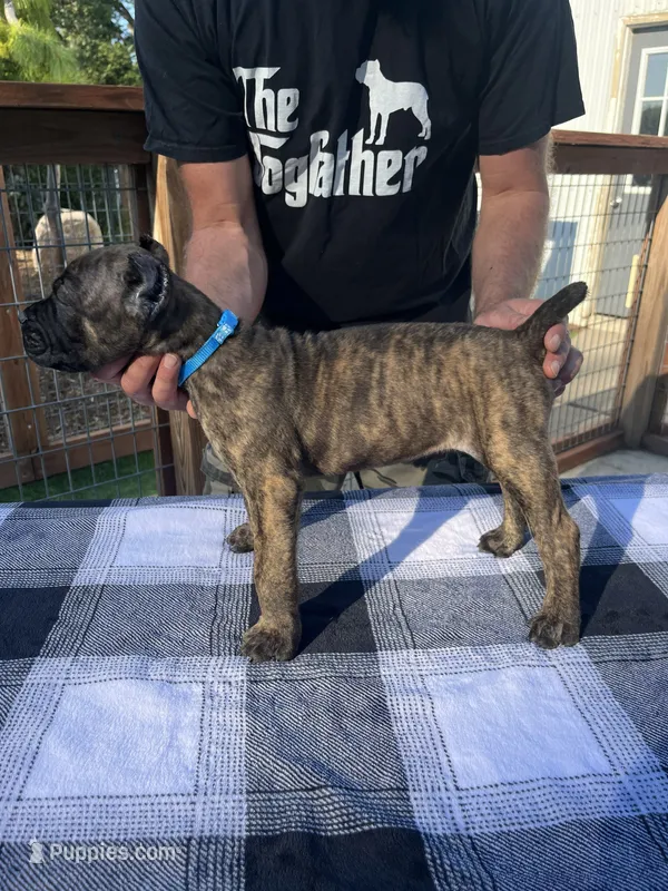 Light Blue Collar – Cane Corso puppy for sale in Beaver Crossing, NE