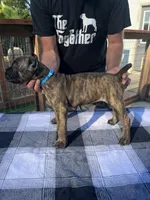 Light Blue Collar, a male Cane Corso for sale in Beaver Crossing, NE – 1 of 2