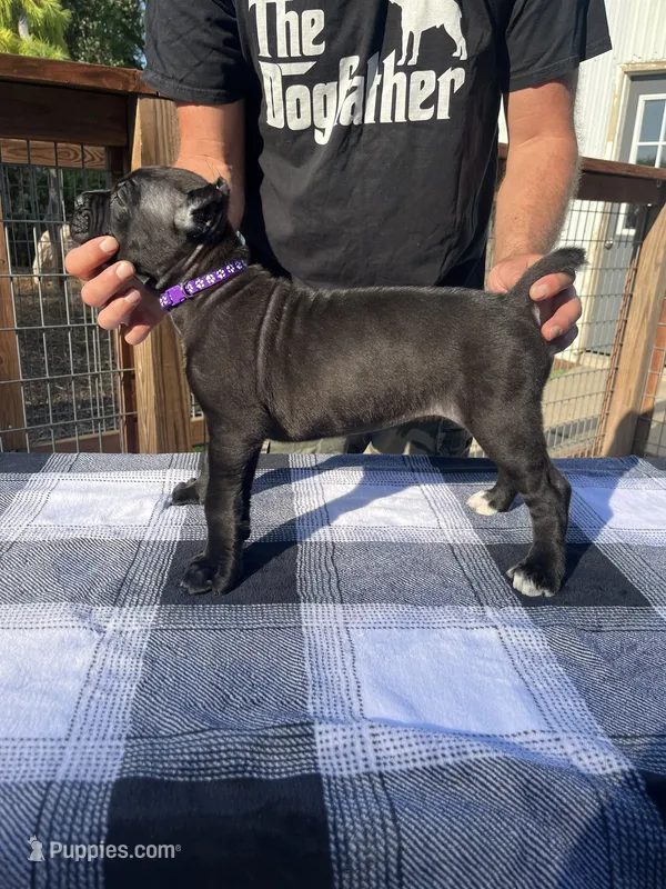 Purple Collar – Cane Corso puppy for sale in Beaver Crossing, NE