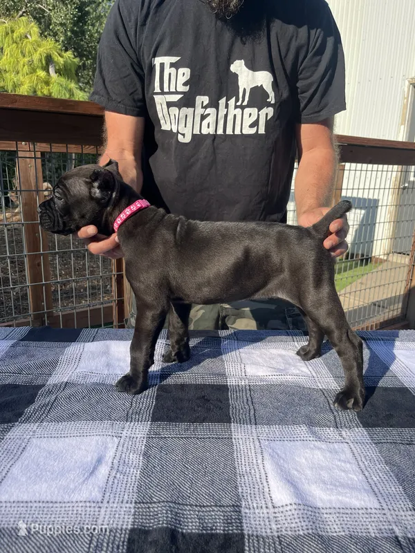 Pink Collar – Cane Corso puppy for sale in Beaver Crossing, NE