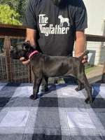 Pink Collar, a female Cane Corso for sale in Beaver Crossing, NE – 1 of 2