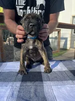 Light Blue Collar, a male Cane Corso for sale in Beaver Crossing, NE – 2 of 2