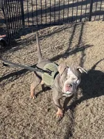 Trophy, a male American Bully for sale in Atlanta, GA – 2 of 5