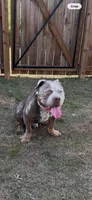 Trophy, a male American Bully for sale in Atlanta, GA – 5 of 5
