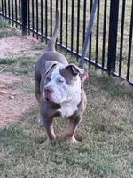 Trophy, a male American Bully for sale in Atlanta, GA – 3 of 5